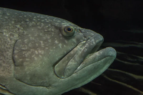 Aquarium fish close up — Stock Photo, Image