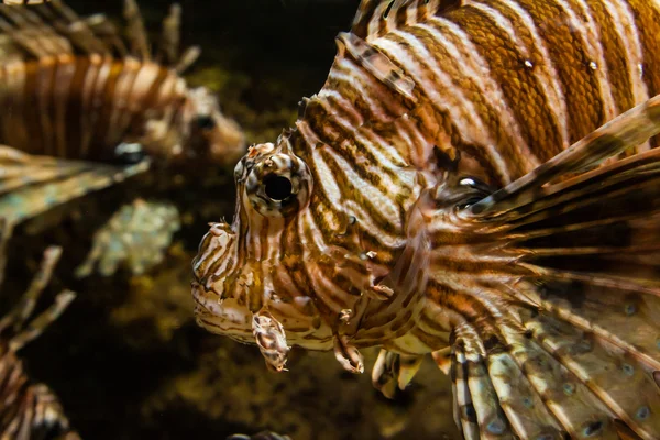 Aquarium fish close up — Stock Photo, Image