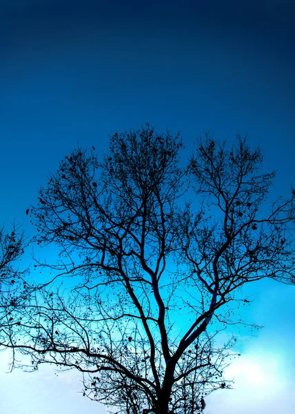 Träd silhouette — Stockfoto