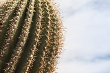 desertcactus