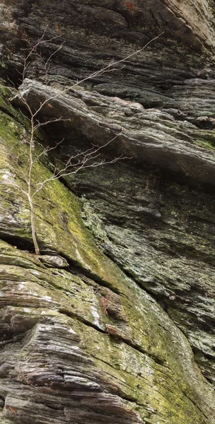 Waldbeschaffenheit — Stockfoto