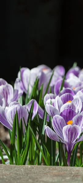 CrocusGroup — Stock Photo, Image