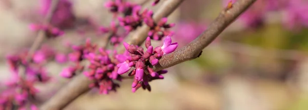 Springredbud — 图库照片