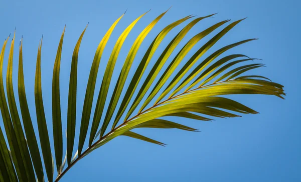 Palmfronds — Stok fotoğraf