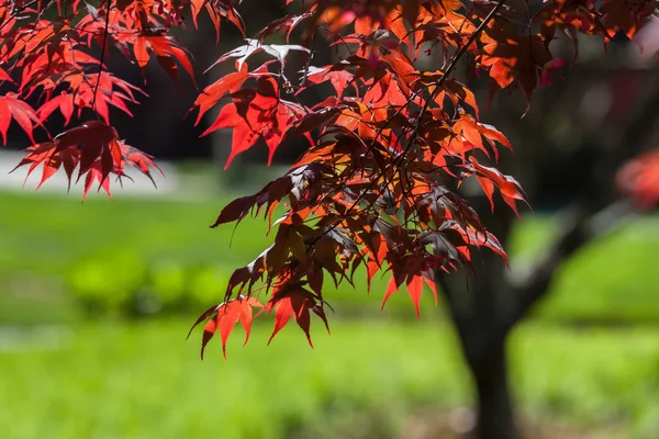 Sfondo degli alberi — Foto Stock