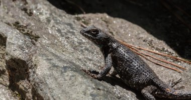 Fencelizard