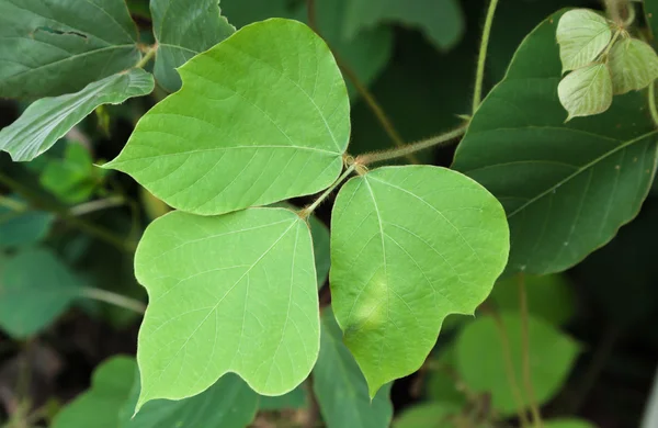 Kudzu ! — Photo