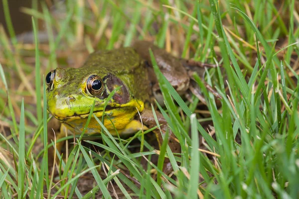 Gröna grodan — Stockfoto