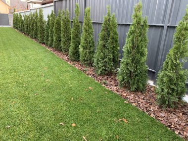 Yeşil thuja hastalığı ve tedavisi. Bahçedeki bitkilerin arasında hasta bir katil var. Bahçe geliştirme, yeşil alanlar ve bakım.