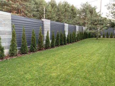 Yeşil thuja hastalığı ve tedavisi. Bahçedeki bitkilerin arasında hasta bir katil var. Bahçe geliştirme, yeşil alanlar ve bakım.