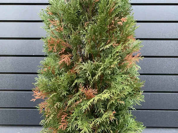 Maladie Traitement Thuja Vert Malade Thuja Parmi Les Plantes Dans — Photo