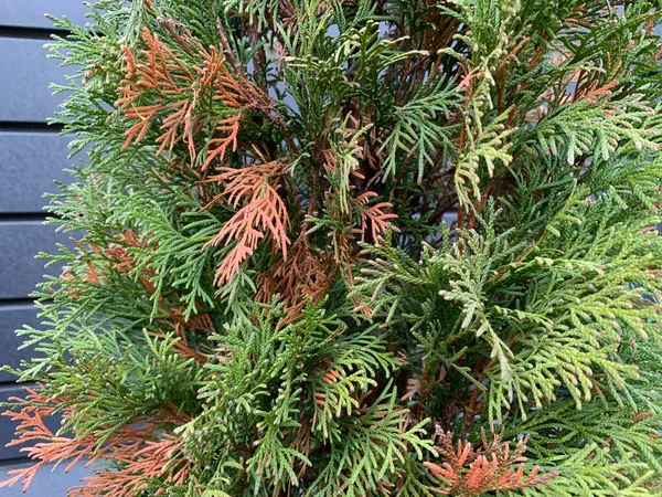 Yeşil thuja hastalığı ve tedavisi. Bahçedeki bitkilerin arasında hasta bir katil var. Bahçe geliştirme, yeşil alanlar ve bakım.