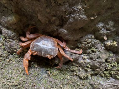 Taş bir duvarda nehir yengeci. Taşlı kabuklu hayvan. Karada yengeç, yakın plan..
