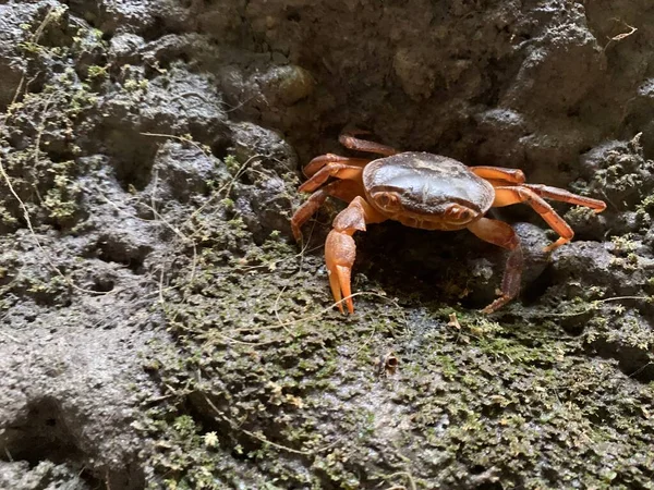 River crab on a stone wall. Crustacean animal on stones. Crab on land, close-up.