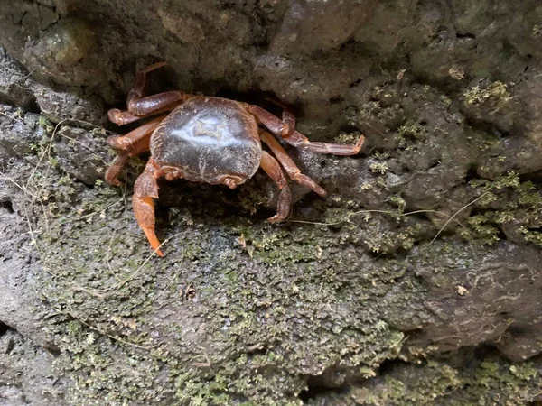 River crab on a stone wall. Crustacean animal on stones. Crab on land, close-up.