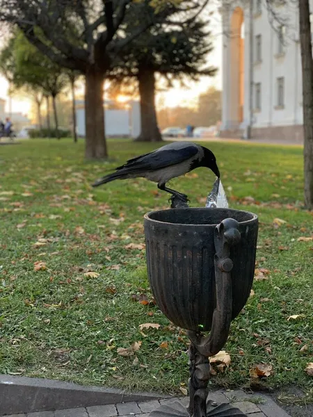 The bird sits on a street trash can. The crow pulls out a bag of food from the urn. A magpie scatters garbage with its beak in the park.
