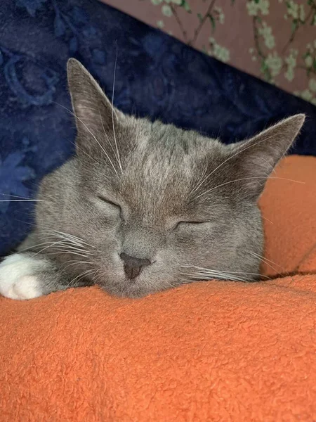 ふわふわの怠惰な猫 クローズアップ眠っている 猫は明るい毛布の上に横たわっている ペットはベッドの上で休んでいる — ストック写真