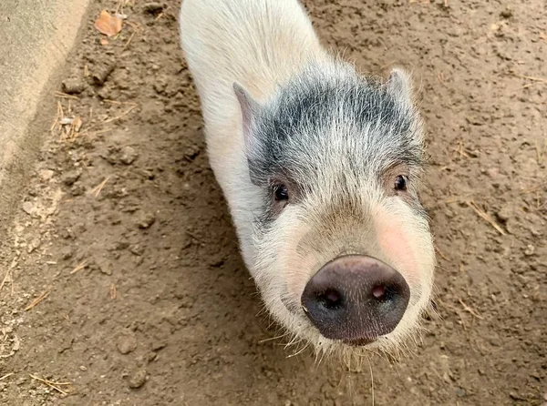 Biała Świnia Bagnach Małe Świnie Rodowodowe Świnia Leśnym Zoo — Zdjęcie stockowe