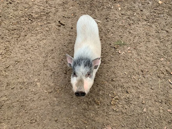 沼の白い豚 小さな血統の豚 森の動物園のピグスティー — ストック写真