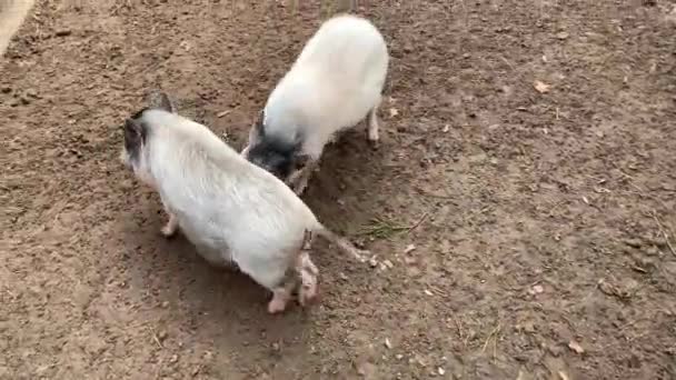 Cerdo Blanco Pantano Pequeños Cerdos Genealógicos Cerdito Zoológico Del Bosque — Vídeo de stock