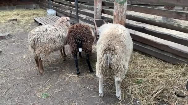 Πρόβατα Τρώνε Πίσω Από Ένα Ξύλινο Φράχτη Ζώα Αγροκτήματος Στον — Αρχείο Βίντεο