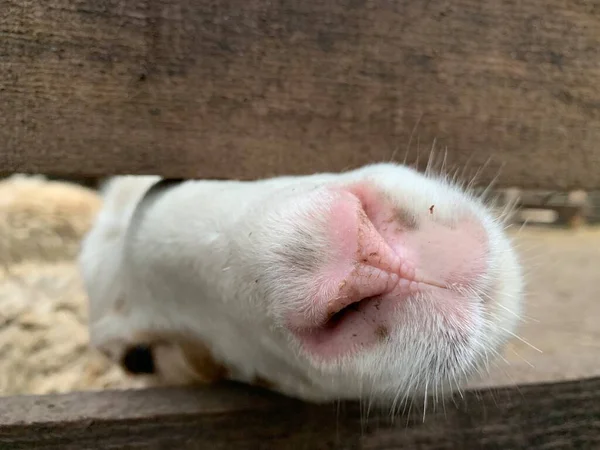 Detrás Una Cerca Madera Cara Una Oveja Ovejas Detrás Valla —  Fotos de Stock