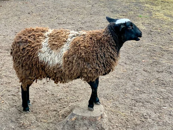 Drewnianym Płotem Jest Brązowa Owca Owce Świeżym Powietrzu Zwierzęta Gospodarskie — Zdjęcie stockowe