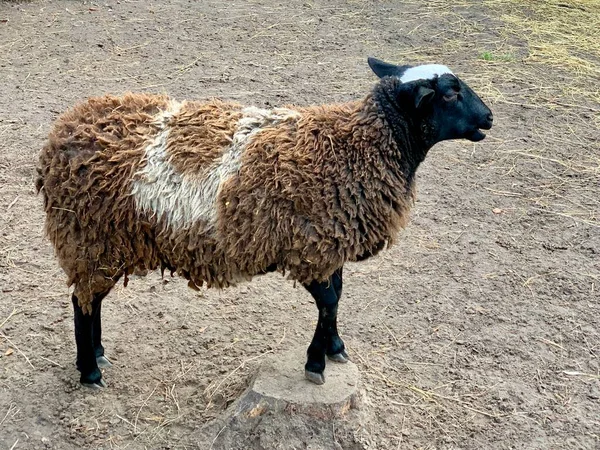 Achter Een Houten Hek Staat Een Bruin Schaap Schapen Frisse — Stockfoto