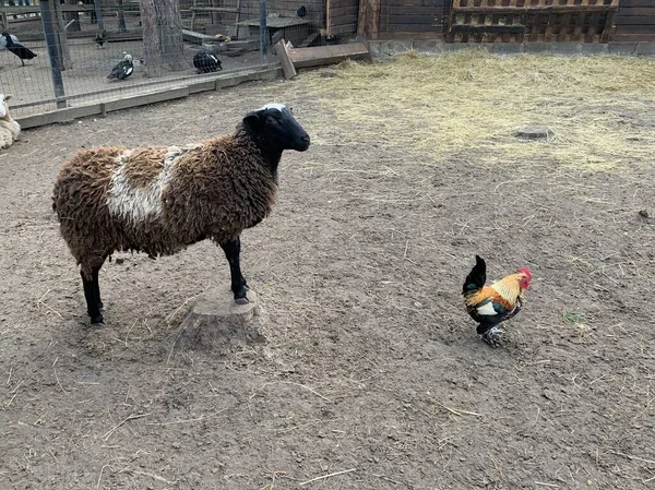 Kahverengi Koyun Horoz Koyunlar Temiz Havada Çiftlik Hayvanı Yaklaş — Stok fotoğraf