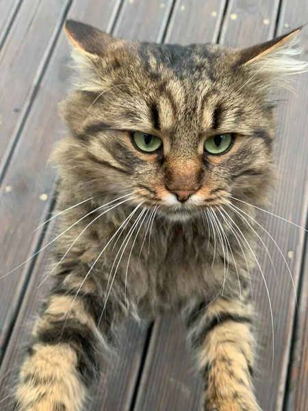 Φουντωτή Γάτα Χρώμα Τίγρης Γάτα Αναπαύεται Στο Μονοπάτι Στην Αυλή — Φωτογραφία Αρχείου