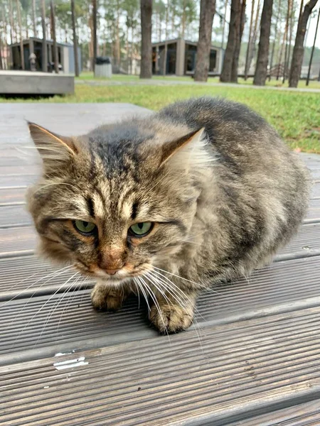 トラの着色とふわふわ猫 猫は庭の道に休んでいる 路上でペット クローズアップ — ストック写真