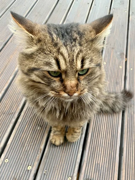 Gato Fofo Com Coloração Tigre Gato Está Descansando Caminho Quintal — Fotografia de Stock