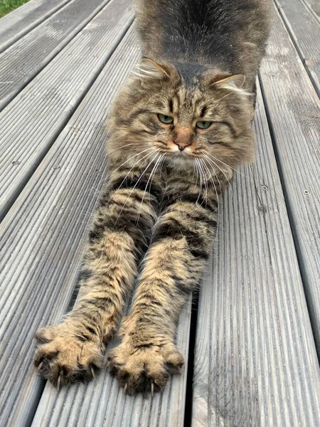 トラの着色とふわふわ猫 猫は庭の道に休んでいる 路上でペット クローズアップ — ストック写真