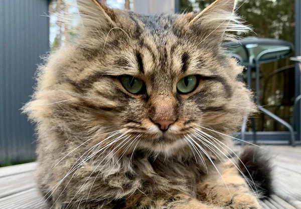 Fluffy Cat Met Tijgerkleuring Kat Rust Het Pad Tuin Huisdier — Stockfoto