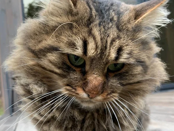 Fluffy Katt Med Tiger Färg Katten Vilar Stigen Gården Sällskapsdjur — Stockfoto