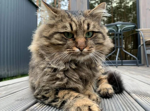 トラの着色とふわふわ猫 猫は庭の道に休んでいる 路上でペット クローズアップ — ストック写真