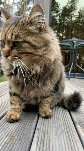 Flauschige Katze Mit Tiger Färbung Die Katze Ruht Sich Auf — Stockfoto