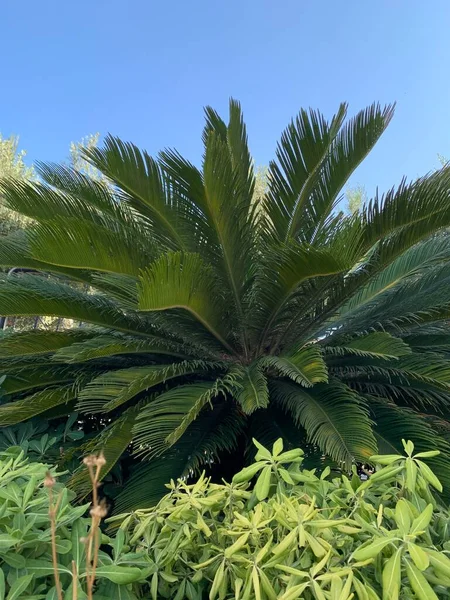 Palm Trees Seashore Background Sky Green Palm Trees Embankment Close — 图库照片