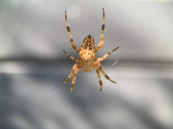 Web上の十字軍のクモ クローズアップ 節足動物の昆虫は網を編む 灰色の背景のスパイダークロス — ストック写真