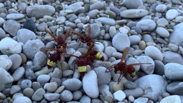 石の上に大きなスズメ クローズアップ 灰色の背景に黄褐色のワスプ 節足動物の昆虫は食物を得る 蜂の家族は食べ物を探している — ストック動画