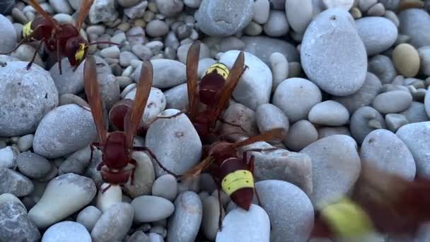 Large Hornets Stones Close Yellow Brown Wasps Gray Background Arthropod — Stock Video