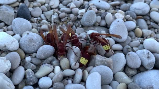 Grandi Calabroni Sulle Pietre Primo Piano Vespe Giallo Marroni Sfondo — Video Stock