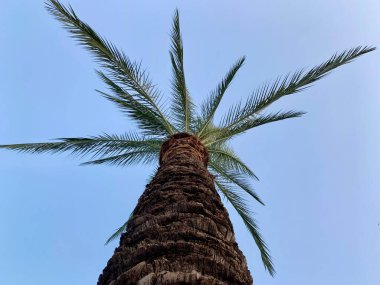Deniz kıyısındaki palmiye ağacı, gökyüzünün arka planına karşı. Yakından bir palmiye ağacının yeşil yaprakları. Kavram: Sıcak bir iklimde yaz tatili.