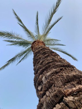 Deniz kıyısındaki palmiye ağacı, gökyüzünün arka planına karşı. Yakından bir palmiye ağacının yeşil yaprakları. Kavram: Sıcak bir iklimde yaz tatili.
