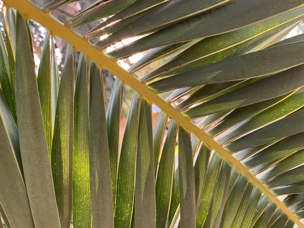 Háttér Textúra Zöld Levél Egy Déli Pálmafáról Trópusi Pálmalevél Szerkezet — Stock Fotó