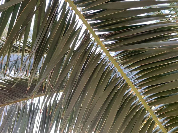 Background Texture Green Leaf Southern Palm Tree Tropical Palm Leaf — 图库照片