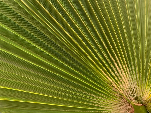Háttér Textúra Zöld Levél Egy Déli Pálmafáról Trópusi Pálmalevél Szerkezet — Stock Fotó