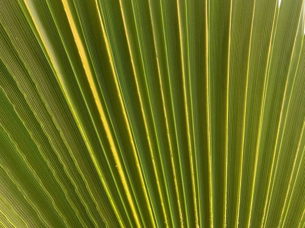 Struttura Sfondo Foglia Verde Una Palma Del Sud Struttura Tropicale — Foto Stock