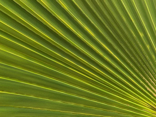 Background Texture Green Leaf Southern Palm Tree Tropical Palm Leaf — 图库照片