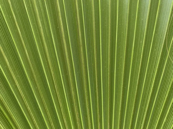 Background Texture Green Leaf Southern Palm Tree Tropical Palm Leaf — 图库照片